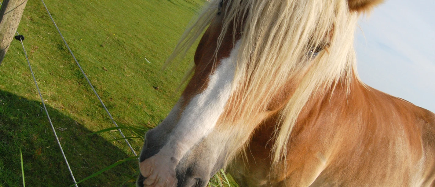 2470_kutschpferde_auf_baltrum-1024