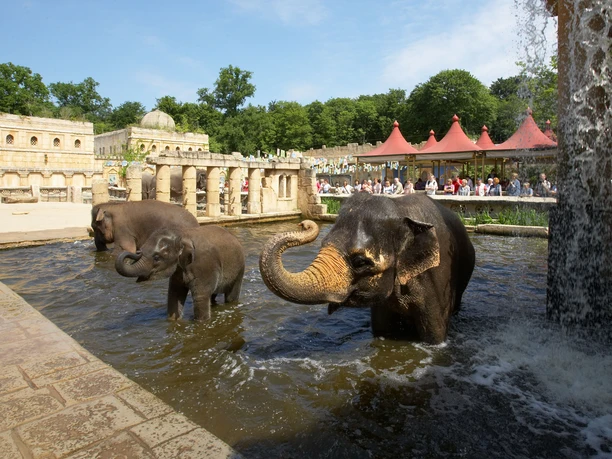 Elefanten baden im Erlebnis-Zoo Hannover