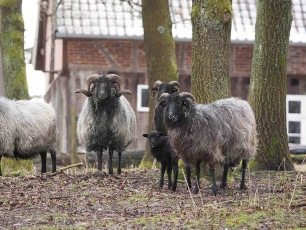 Heidschnucken im Museumsdorf Hösseringen Heidschnucken im Museumsdorf Hösseringen
