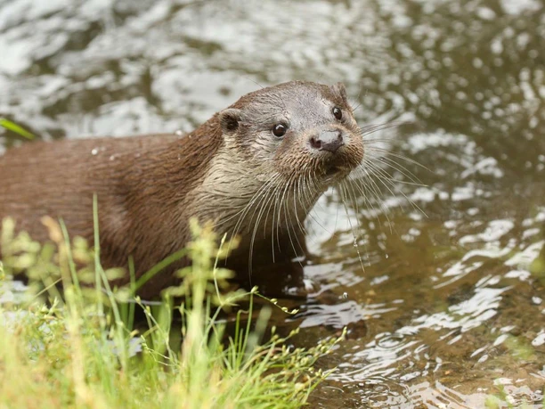 Hankensbüttel Otter Centre