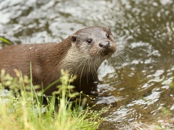 OTTER-ZENTRUM Hankensbüttel OTTER-ZENTRUM HankensbüttelHankensbüttel Otter Centre