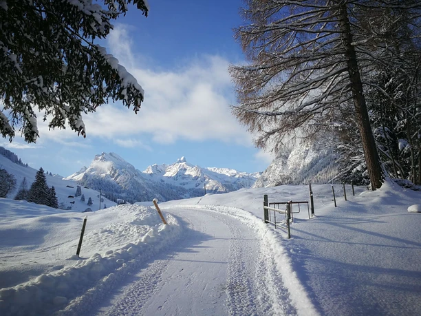 Chemin enneigé bordé d'arbres
