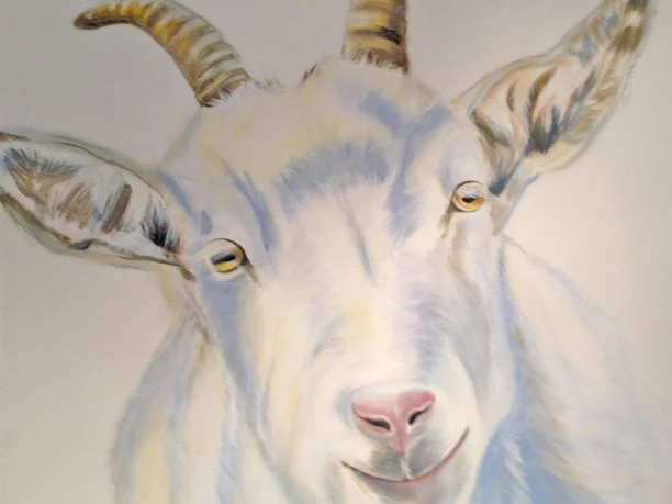 Galerie Diskus - Saanen goat