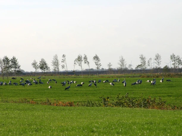 img_0594-kraniche-im-vehnemoor1