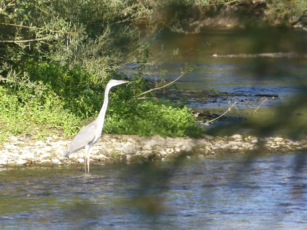 Graureiher steht im flachen Wasser der Lippe, umgeben von üppigem Grün und Bäumen am Ufer.