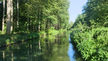Boker-Heide-Kanal bei Paderborn-Sande Grüner Kanal umgeben von dichter Vegetation und Bäumen, unter blauem Himmel bei Paderborn-Sande.