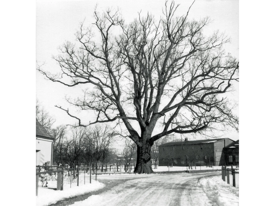 Alte Eiche in Schafstedt