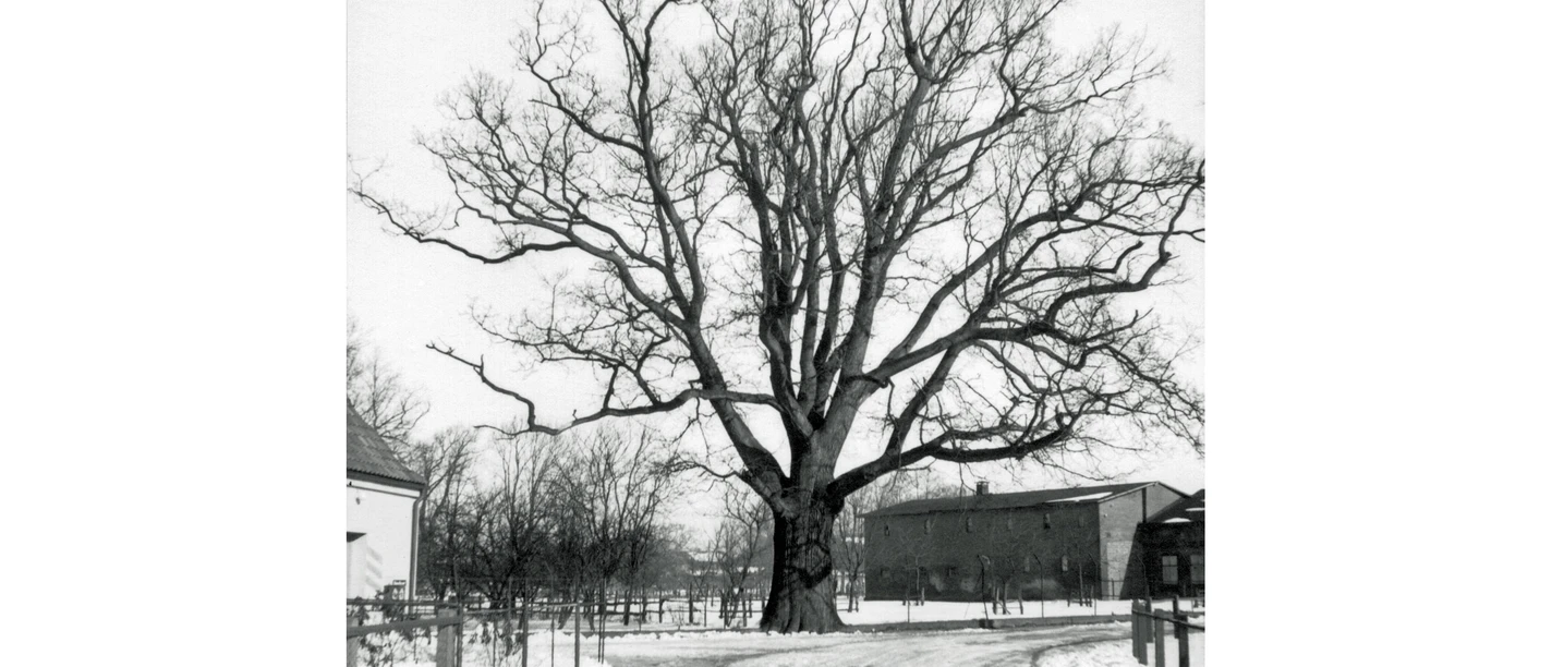 Alte Eiche in Schafstedt
