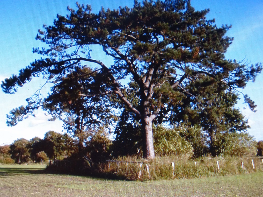 Schirmkiefer Schafstedt