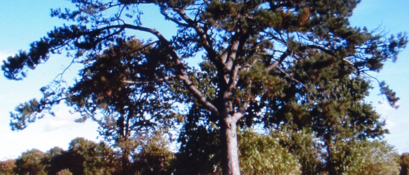 Schirmkiefer Schafstedt