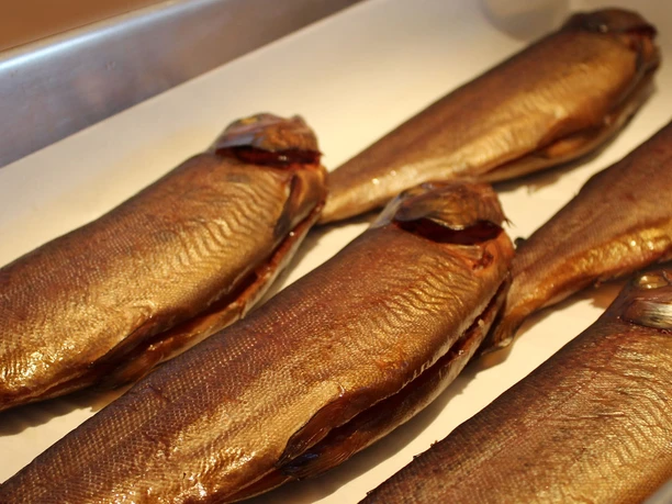 Freshwater Fish Nölke