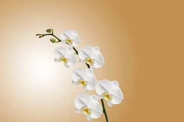 westerstede_orchidee