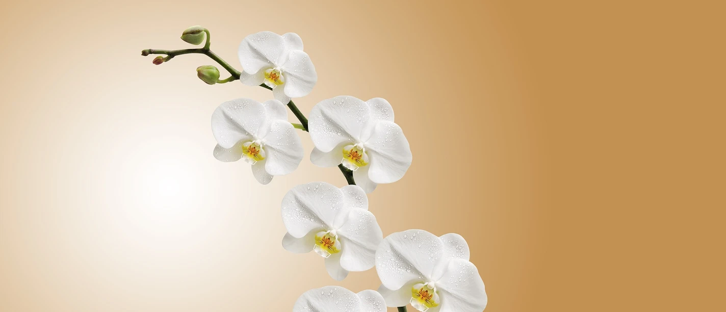 westerstede_orchidee