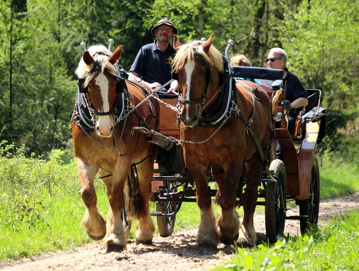 Kutschfahrt mit Kutschenmeyer durch Schneverdingen Kutschfahrt mit Kutschenmeyer durch Schneverdingen