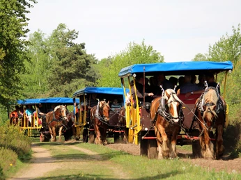 in-gruppen-unterwegs-mit-kutschen