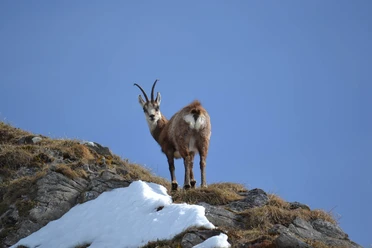 habkern-wildbeobachtung-fruehling-gaemse