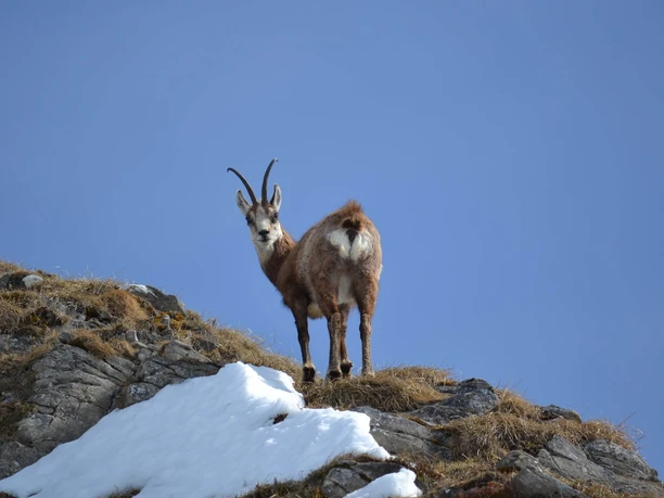 habkern-wildbeobachtung-fruehling-gaemse