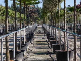 baumschule Reihenweise in Kübeln gepflanzte Bäume rahmen einen geraden Weg durch eine sonnige Baumschule ein.