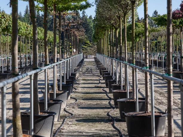 baumschule Reihenweise in Kübeln gepflanzte Bäume rahmen einen geraden Weg durch eine sonnige Baumschule ein.
