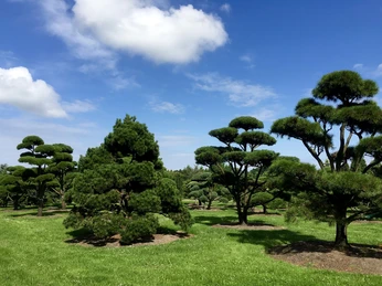 baeume Kiefern mit kunstvoll geschnittenen Kronen stehen auf einer grasbewachsenen Wiese unter blauem Himmel.