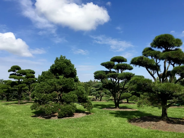 baeume Kiefern mit kunstvoll geschnittenen Kronen stehen auf einer grasbewachsenen Wiese unter blauem Himmel.