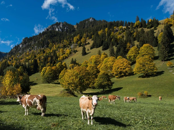 Schöne Simmentaler Kühe im herbstlichen Meniggrund Kühe grasen auf einer Wiese, die von Bergahornbäumen umrahmt ist