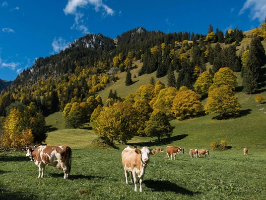 Simmental cows in autumnal Meniggrund Cows graze on a meadow surrounded by sycamore trees.