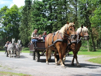 kutsche-luenburger-heide