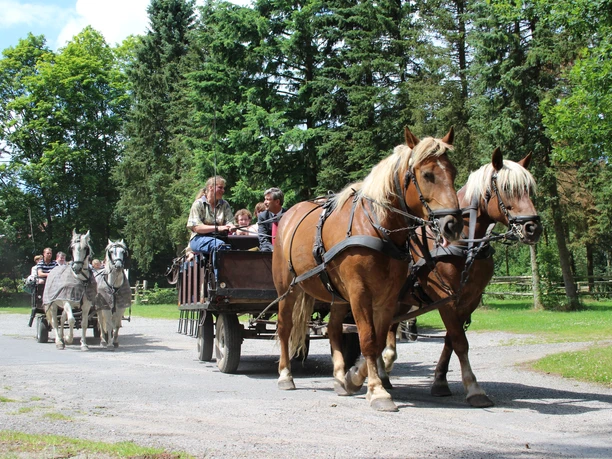 kutsche-luenburger-heide