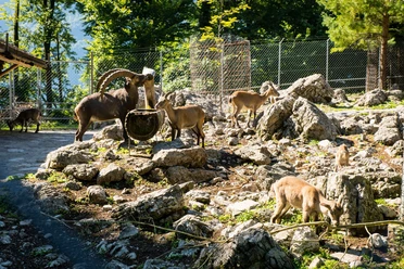 brienz-wildpark-steinboecke