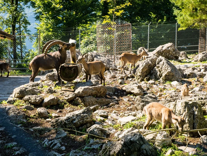 brienz-wildpark-steinboecke
