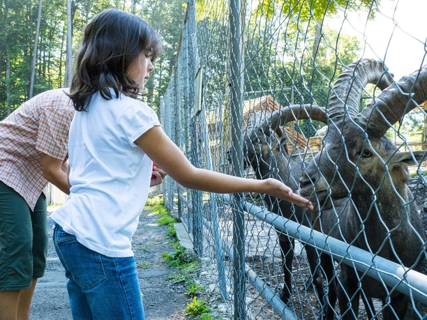 brienz-wildpark-steinbock-fuetterung