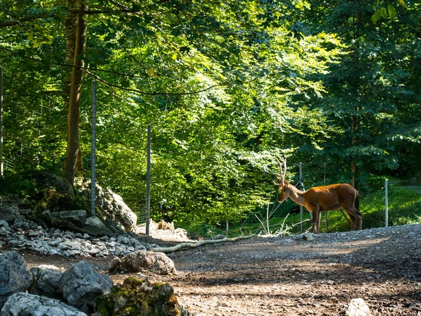 brienz-wildpark-hirsch