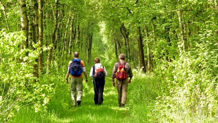 Wanderer im Moorbirkenwald im Tarmstedter Moor Wanderer im Moorbirkenwald im Tarmstedter Moor