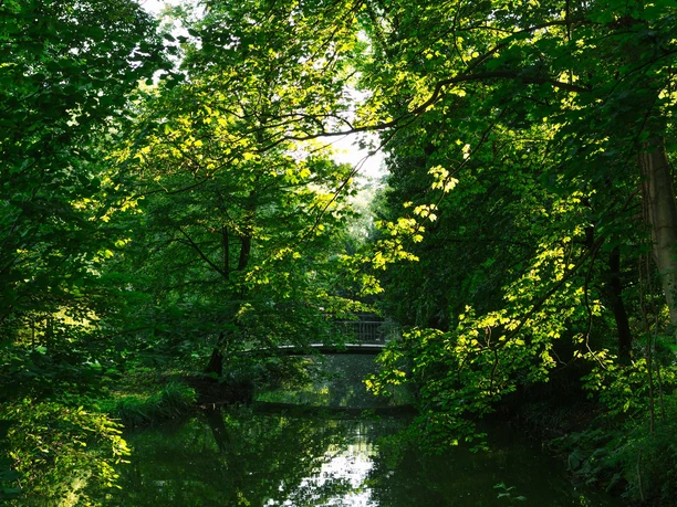 Adenauer Weiher Green trees line a tranquil pond, broken up by rays of light. A bridge in the background.