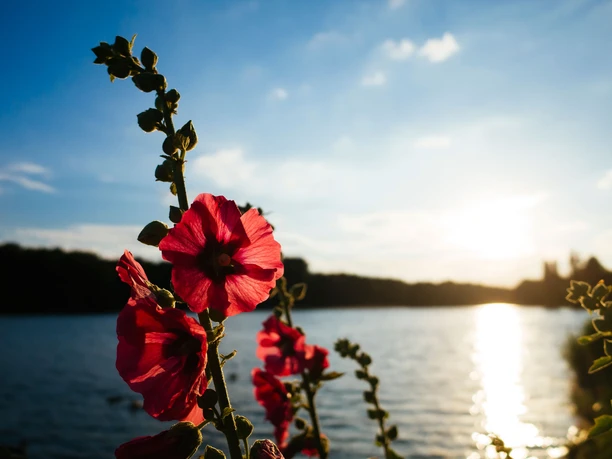 Decksteiner Pond Bright red flowers in front of the picturesque Deckstein pond