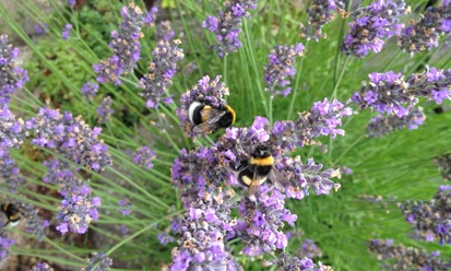 Finkens Garten Das Bild zeigt zwei Hummeln, die auf blühenden Lavendelblüten sitzen. Die Blüten in lebhaftem Violett sind von grünem Laub umgeben und stehen in voller Blüte.