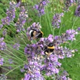 Finkens Garten Das Bild zeigt zwei Hummeln, die auf blühenden Lavendelblüten sitzen. Die Blüten in lebhaftem Violett sind von grünem Laub umgeben und stehen in voller Blüte.The picture shows two bumblebees sitting on blooming lavender flowers. The vivid purple flowers are surrounded by green foliage and are in full bloom.