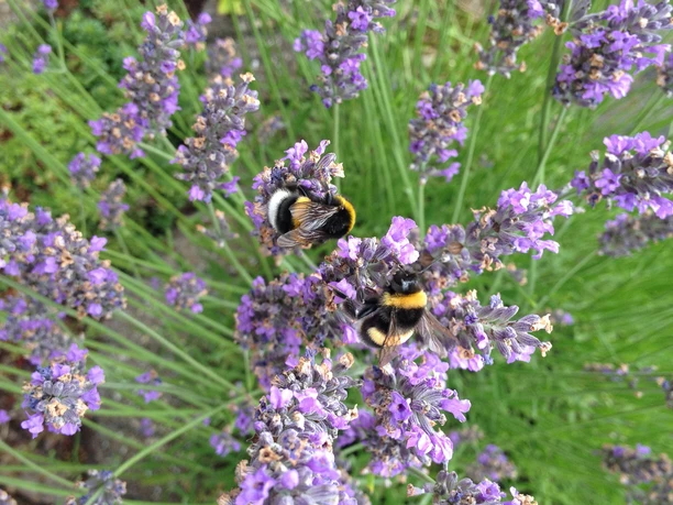 Finkens Garten The picture shows two bumblebees sitting on blooming lavender flowers. The vivid purple flowers are surrounded by green foliage and are in full bloom.