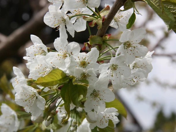 Finch's garden White cherry blossoms are in full bloom against a clear blue sky.