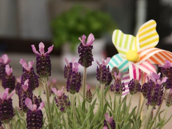 Finkens Garten Ein buntes Windrad hebt sich zwischen blühenden lila Lavendelblüten hervor, die im Garten gedeihen.A colorful pinwheel stands out among the blooming purple lavender flowers that thrive in the garden.