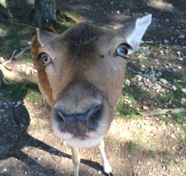 Lindenthal animal park A curious deer, surrounded by trees, looks into the camera at Lindenthal Zoo.