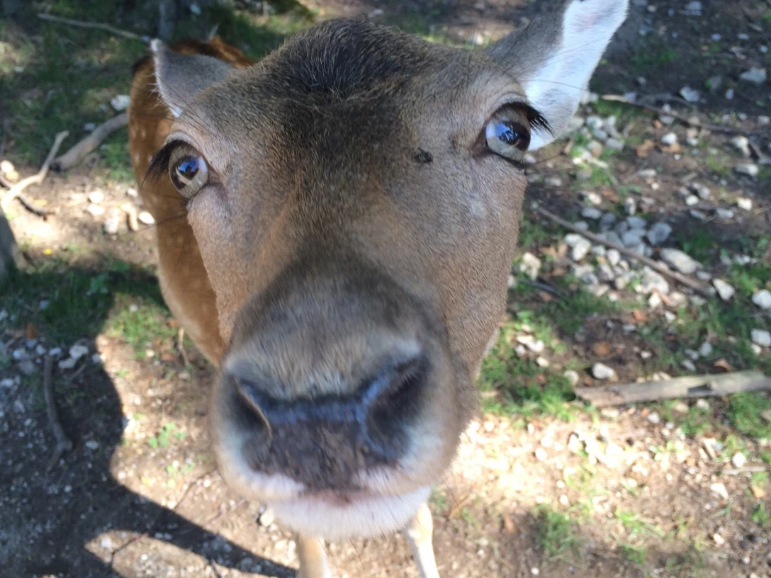 Lindenthal animal park Ein neugieriges Reh, von Bäumen umgeben, blickt im Lindenthaler Tierpark in die Kamera.A curious deer, surrounded by trees, looks into the camera at Lindenthal Zoo.