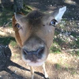 Lindenthaler Tierpark Ein neugieriges Reh, von Bäumen umgeben, blickt im Lindenthaler Tierpark in die Kamera.A curious deer, surrounded by trees, looks into the camera at Lindenthal Zoo.