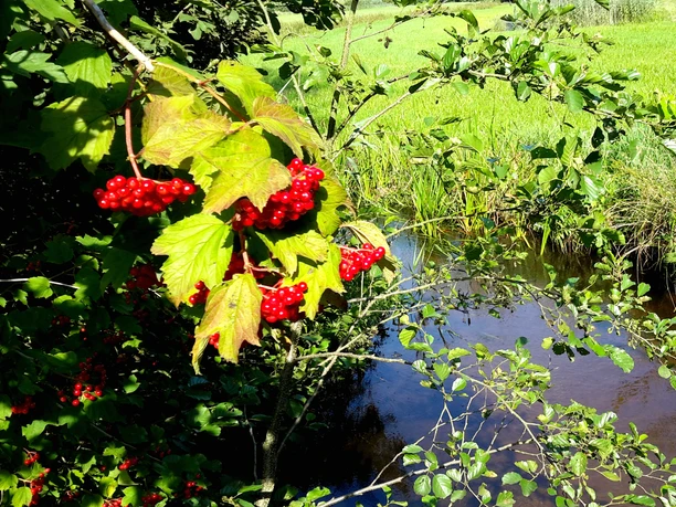 Johannisbeeren im Naturschutzgebiet Oberes Fintautal Johannisbeeren im Naturschutzgebiet Oberes Fintautal