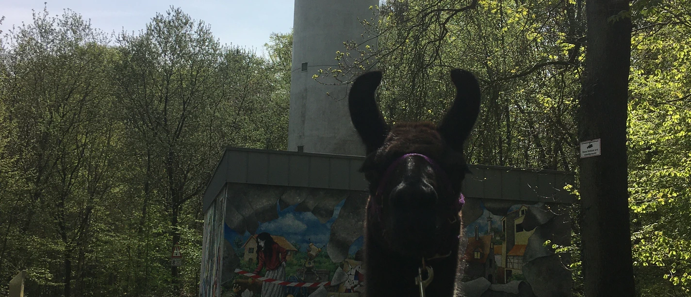 Zorro am Aussichtsturm Bad Essen.JPG Zorro am Aussichtsturm Bad Essen.JPG