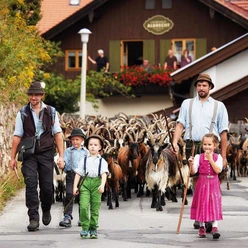 Almabtrieb der Ziegen