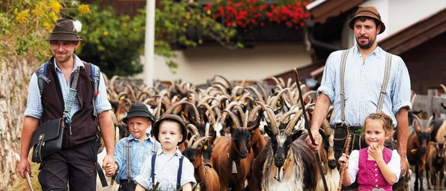 Almabtrieb der Ziegen