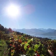 hilterfingen-rebbau-sonnenschein-sommer-thunersee