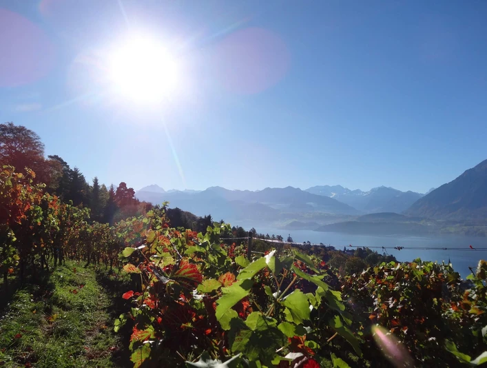 hilterfingen-rebbau-sonnenschein-sommer-thunersee